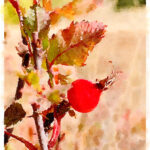Paull's photo art #15