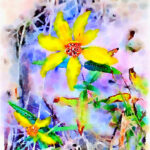 Paull's photo art #16