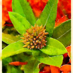 Paull's photo art #18