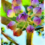 Paull's photo art #24