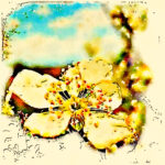 Paull's photo art #8